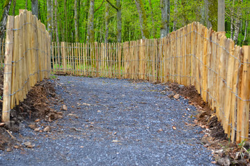 Chemin en forêt 