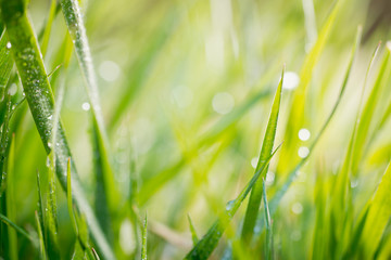 Fototapeta premium green background, detail of grass