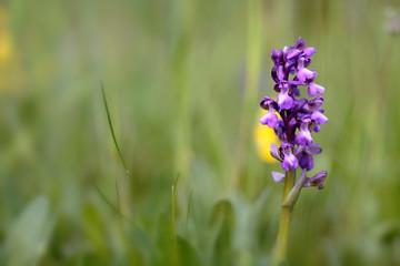 wild green winged orchid