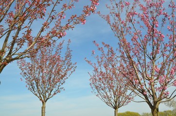 Mandelbäumchen blühen