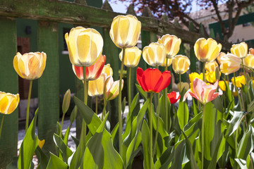 Obraz premium Tulips and Green Fence
