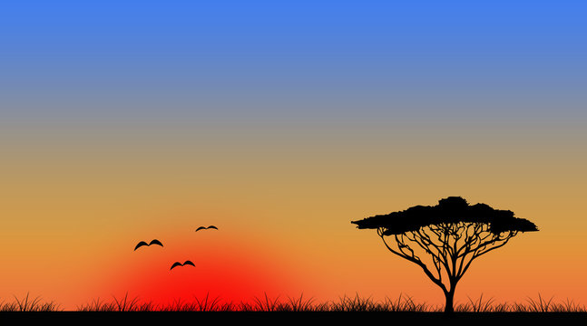 Widescreen sunset tree landscape