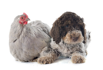 lagotto romagnolo and chicken