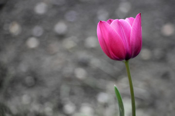 Tulpe violett 3