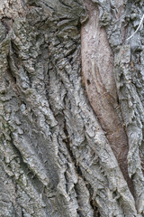 bark texture