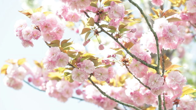 Spring tree branch with pink flowers swaying in the wind
