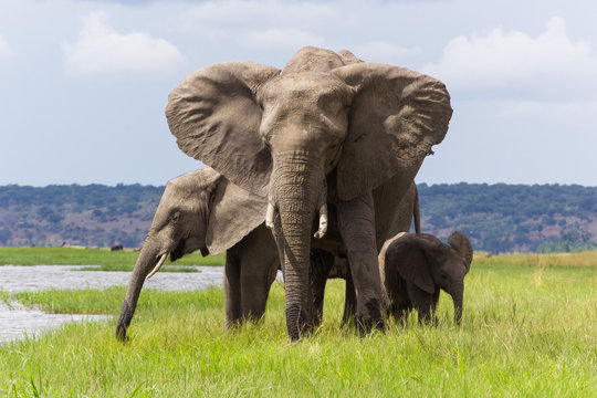 Fototapeta African Elephant Family in Chobe National Park in Botswana