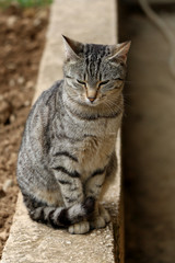 Sleepy tabby cat sitting on the wall in the garden.