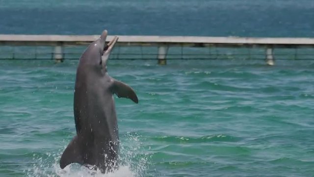 Tracking medium shot of dolphin performing at water show / Roatan, Honduras, Central America, 