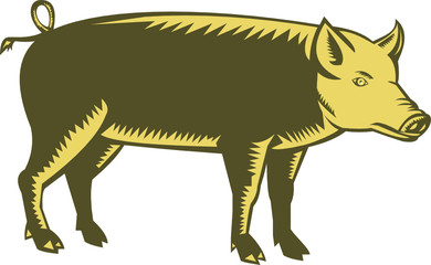 Tamworth Pig Side Woodcut