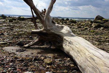 ausgebleichter Baumstamm am Strand