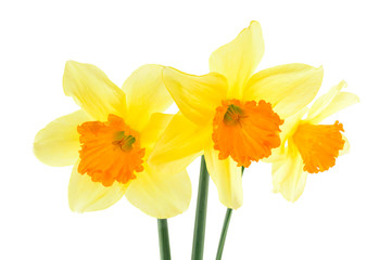 Narcissus flowers isolated on a white background
