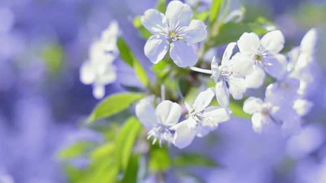 White inflorescence flower swaying in the wind