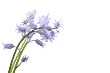 Fototapeta premium イングリッシュブルーベル