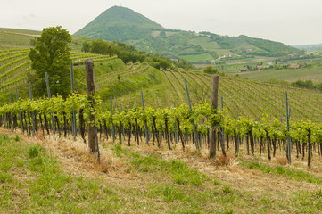 Fototapeta na wymiar Vineyards at Euganean hills, Veneto, Italy during spring
