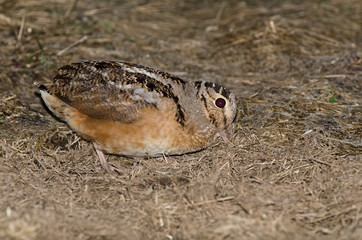 Obraz premium Bécasse d'Amérique