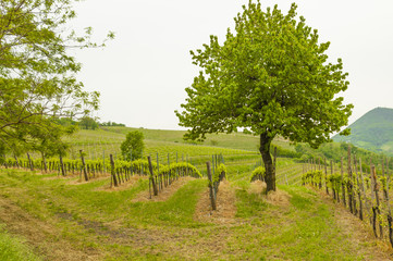Fototapeta na wymiar Vineyards at Euganean hills, Veneto, Italy during spring