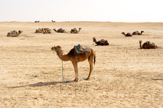 Camels, Sahara deserts, Tunisia