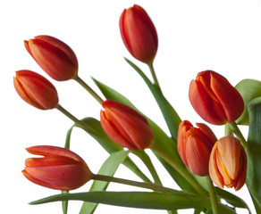 Tulipany - 82501380