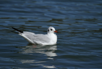 mouette rieuse