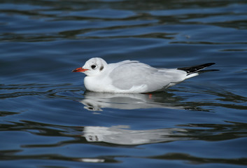 mouette rieuse
