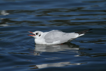 mouette rieuse qui crie