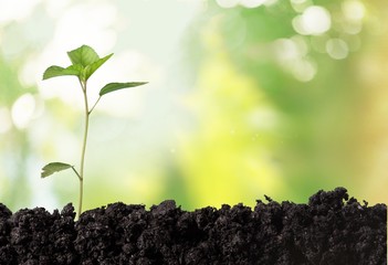 Seedling. Newborn oak tree - isolated