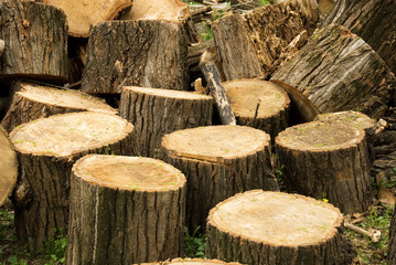 Pile of stumps