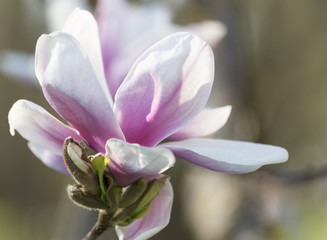Magnolienbl&uuml;ten; wei&szlig;