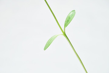 little green branch isolated on white background
