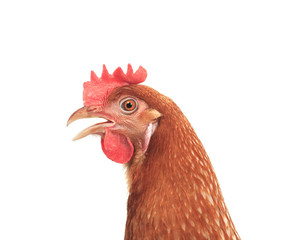 close up side view of beautiful brown female chicken hen isolate