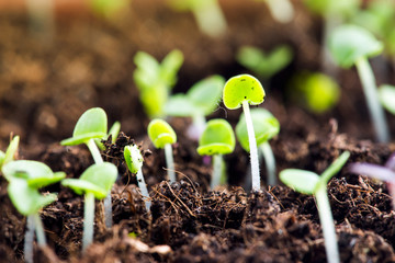 sprout