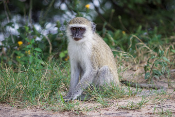 Naklejka na ściany i meble Vervet Monkey in Botswana