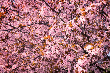 Cherry blossoms