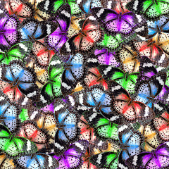 Fototapeta na wymiar exotic color butterfly