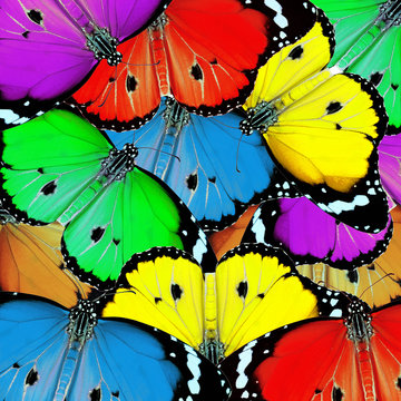 exotic color butterfly