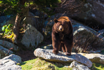 Naklejka premium Blue Ridge Mountains Black Bear