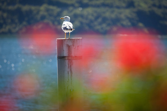 Seagull. Lake Como, Italy