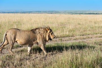 Lion