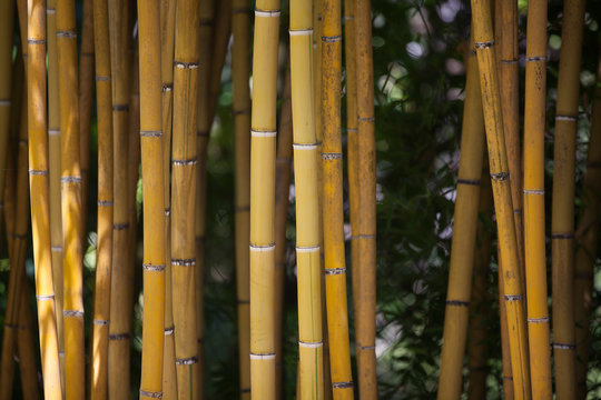 Detail of Yellow Bamboo Canes.