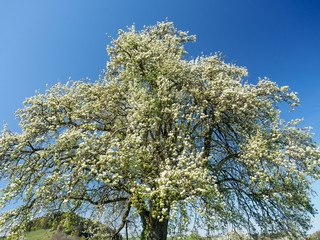 Blühender Baum im Frühling