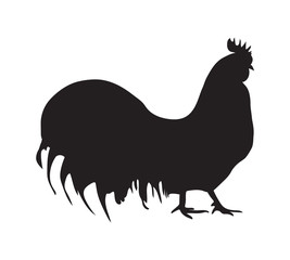 slihouette of cock