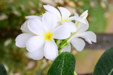 plumeria flowers