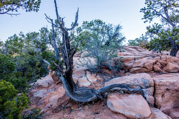 An ancient gnarled juniper tree near Navajo Monument park  utah