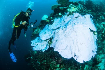 Papier Peint photo Plonger plongée sous-marine plongeur kapoposang indonésie blanchiment sous l& 39 eau