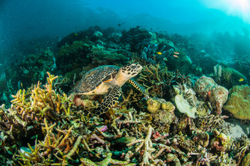Naklejka na ściany i meble sea turtle kapoposang indonesia mydas chelonia scuba diver