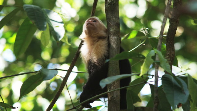 capuchin monkey in a tree