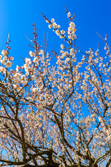 Ume tree