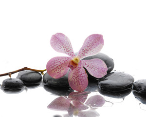 Macro of pink orchid with stones on wet background