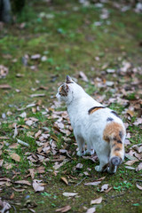 何かを探す感じののらねこ
